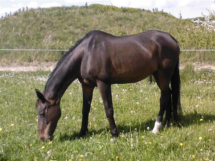 Anden særlig race Bella R.I.P. d. 27/10-09 - Bella på det nye græs... sommerferien 2008... billede 7