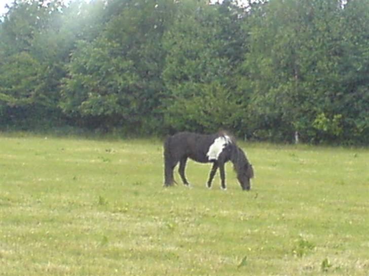 Islænder Katla (føl) billede 10