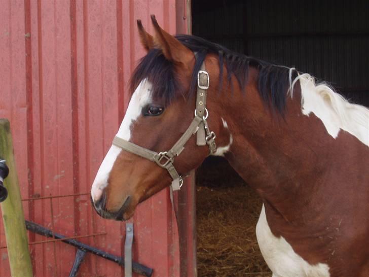 Pinto Akayan Egesminde billede 14