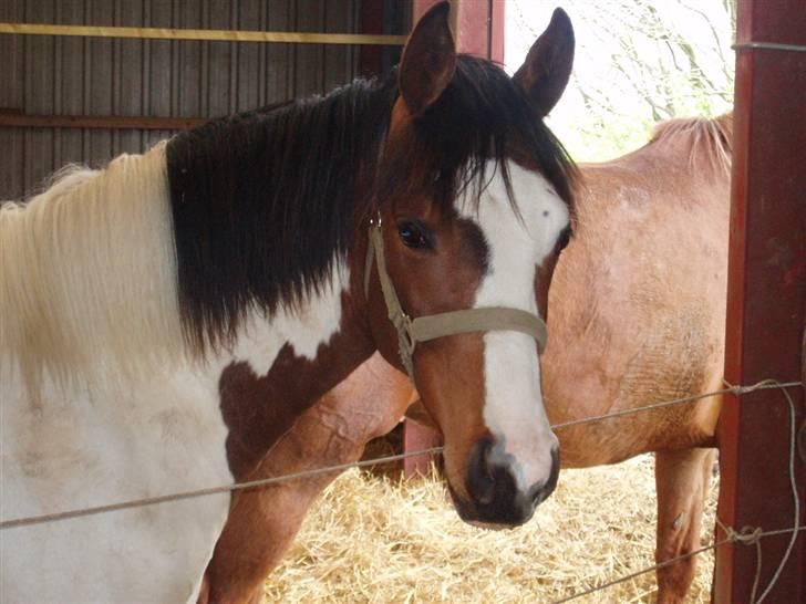 Pinto Akayan Egesminde billede 15