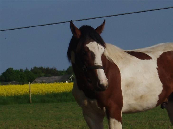 Pinto Akayan Egesminde billede 16