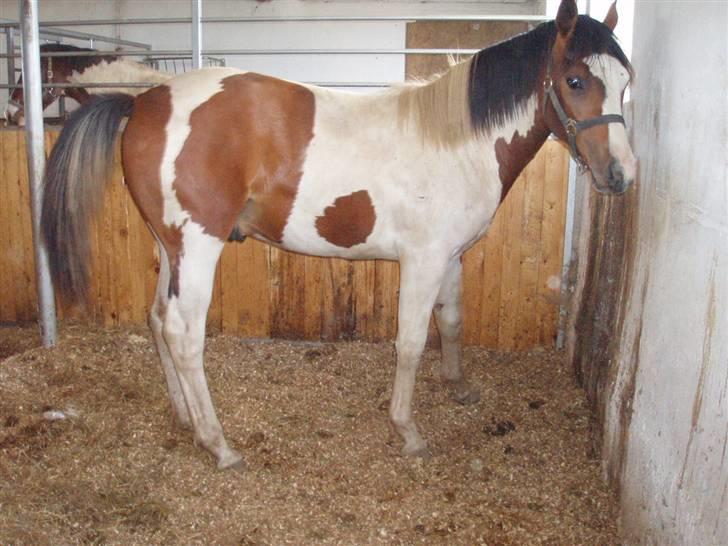 Pinto Akayan Egesminde billede 17