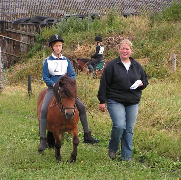 Shetlænder Paradisets Theodor SH 442 - Til stævne, inden dressuren. billede 3