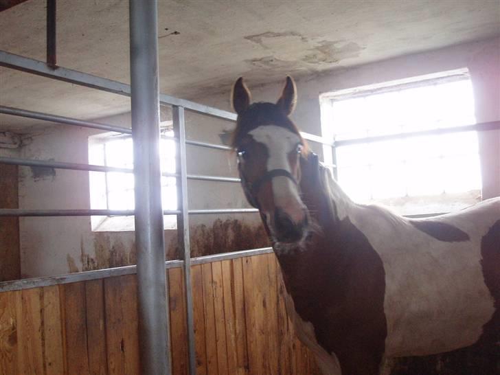 Pinto Akayan Egesminde billede 18