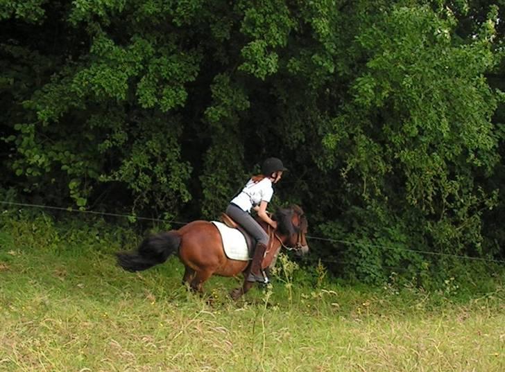 Shetlænder Paradisets Theodor SH 442 - Terræn springning, yeehaa!! Ej okay.. det er ikke helt kontrolleret xD billede 10