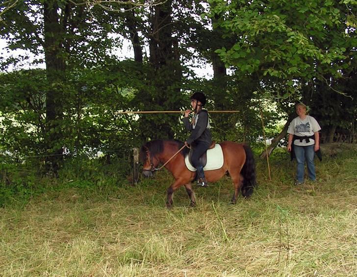 Shetlænder Paradisets Theodor SH 442 - Ringridning :) billede 13