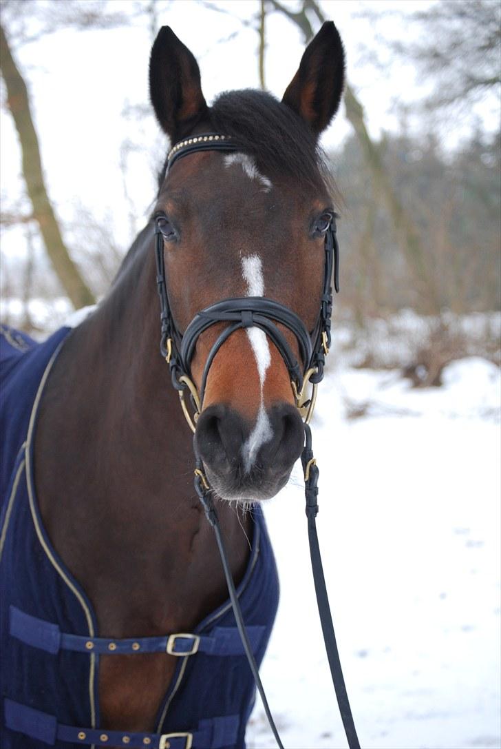 Dansk Varmblod Chiki - Min basse  :) billede 2