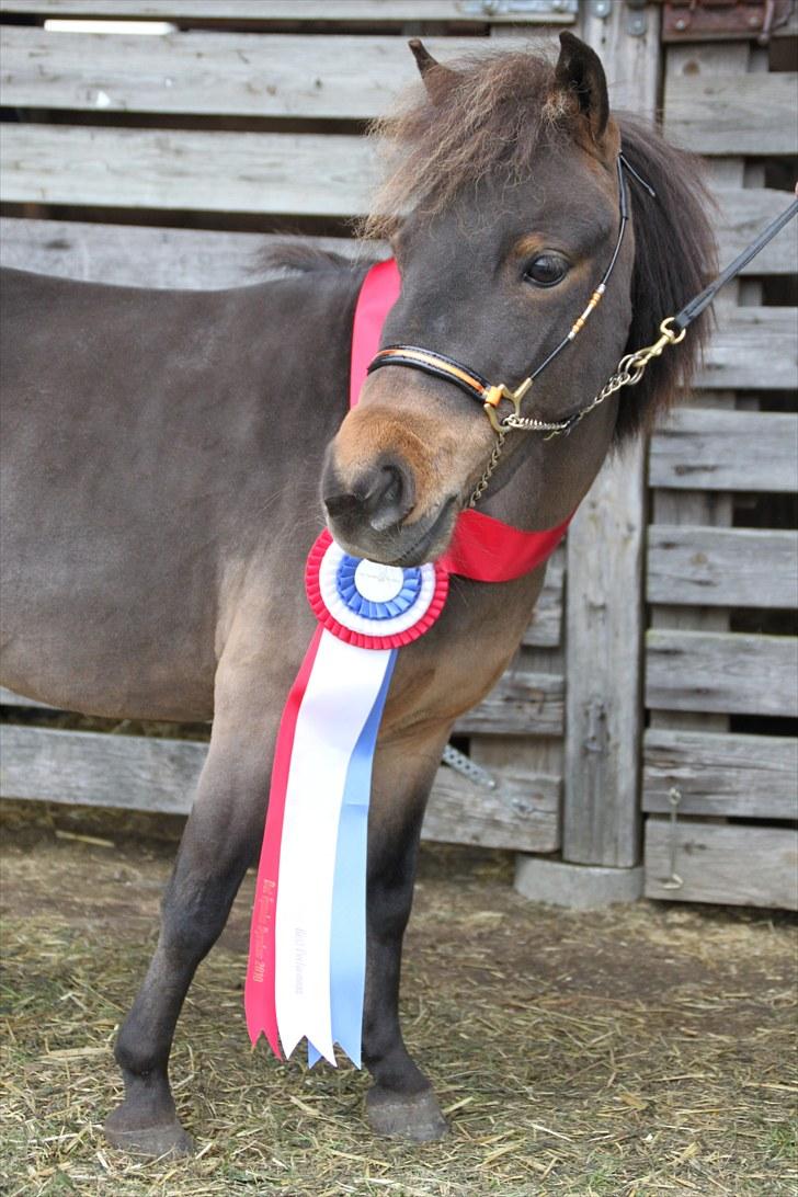 Dansk Miniature Brunebjerggårds Sahara - vores kæmpe roset som vi vandt på det fynske dyrskue 2010, i topperkørsel- som eneste fejlfrie equipage :) billede 5