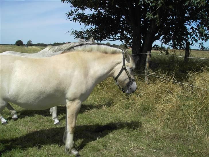 Fjordhest Freja - Hænger på sommergræsfolden derhjemme. ;) (foto: mig/kamera) billede 8