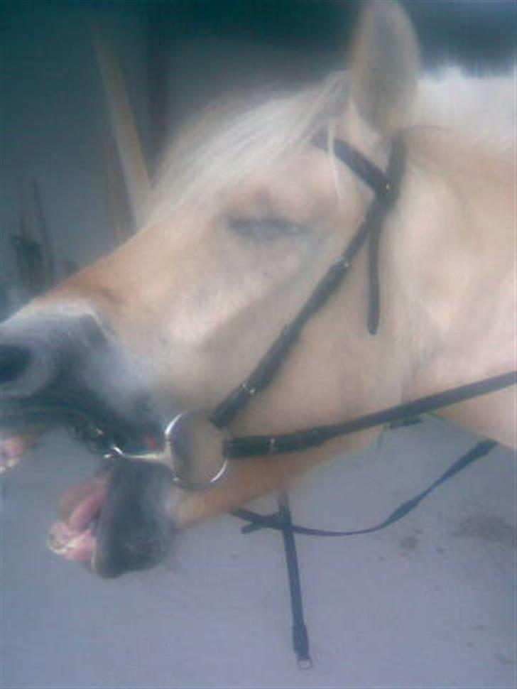 Fjordhest Freja - Trææææt. ;O (foto: Lene/mobil) billede 9