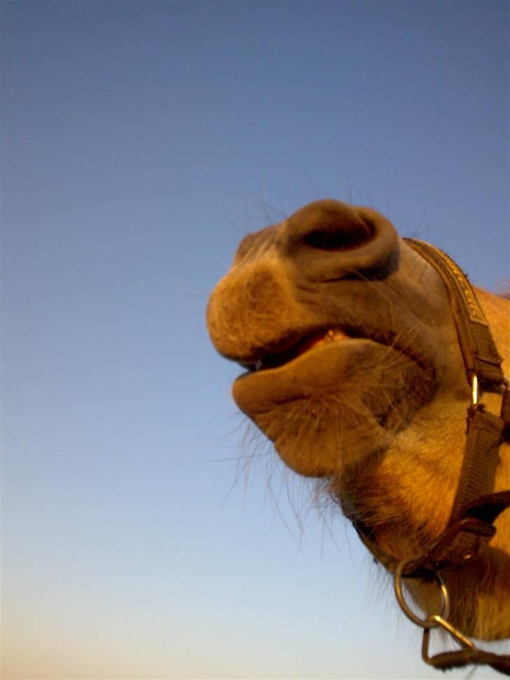 Fjordhest Freja - Uuh, det er et godt sted at blive kløet. :P (foto: mig/mobil) billede 10