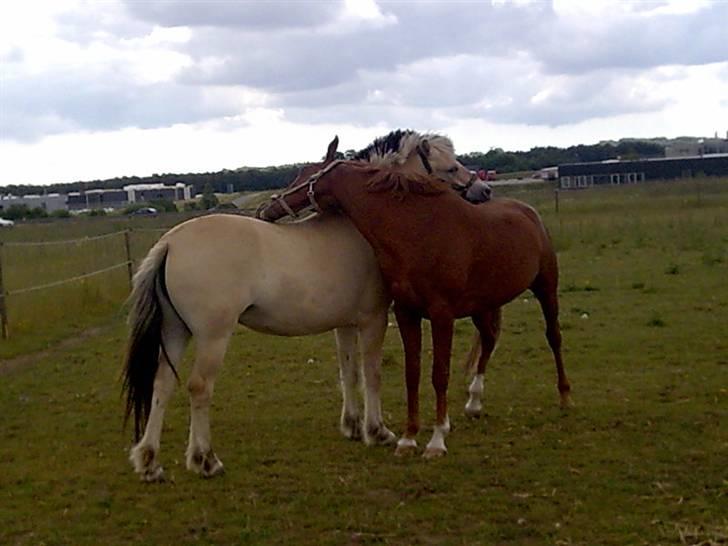 Fjordhest Freja - Gnubber med Mischa (foto: mig/mobil) billede 11