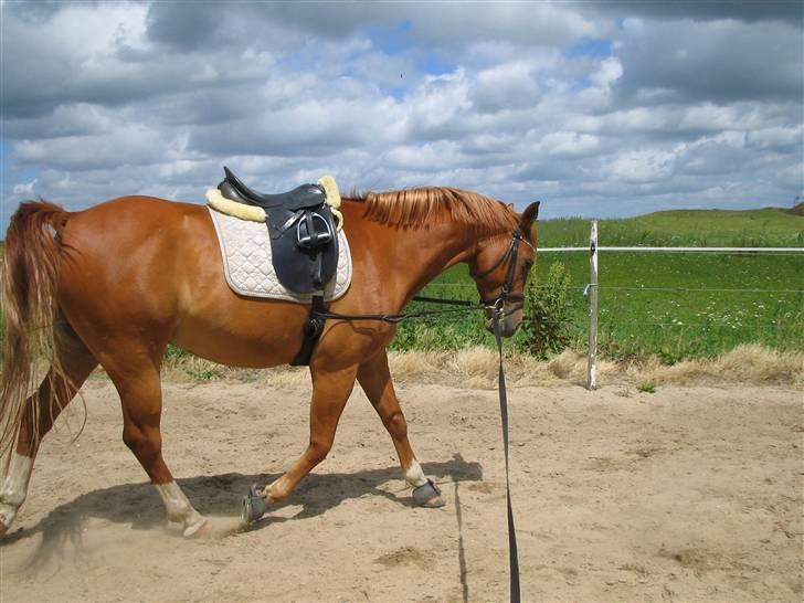 Arabisk fuldblod (OX) Fyrst Milo - Genoptræning efter for meget fri. Se vi går helt perfekt der. 25 maj 2008. billede 12