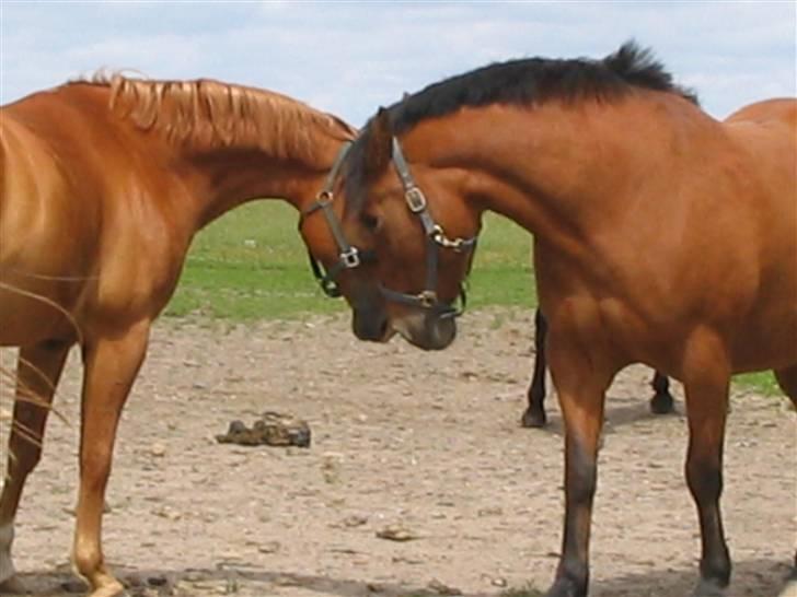 Arabisk fuldblod (OX) Fyrst Milo - Milo og ynglingshoppen billede 14