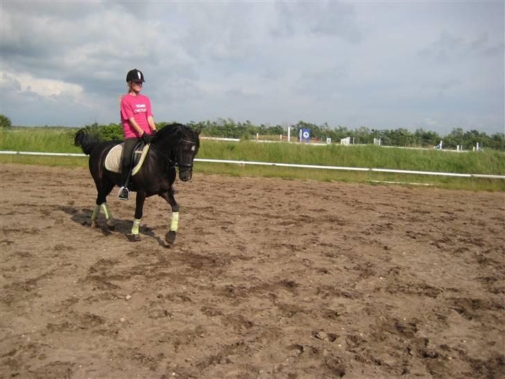 Anden særlig race Torpegårds Master  billede 7