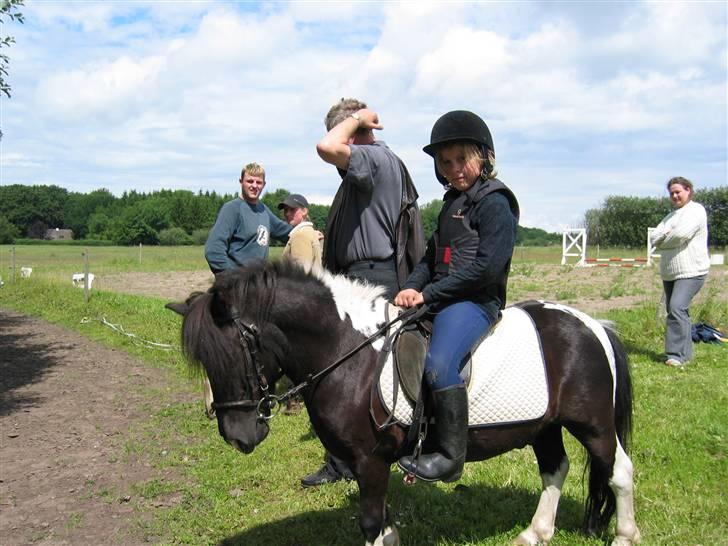 Shetlænder Sir Toby - Hej ! velkommen til Sir Toby´s profil !  billede 1