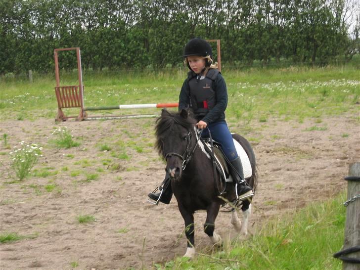 Shetlænder Sir Toby - jeg var en lille splejs dengang! <3 :) men mig og Toby passede godt sammen :) billede 2