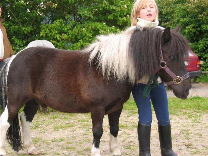 Shetlænder Sir Toby - jeg var faktisk så lilel at jeg næsten ikk engang kunne kigge over ham.. hih! <33 billede 3