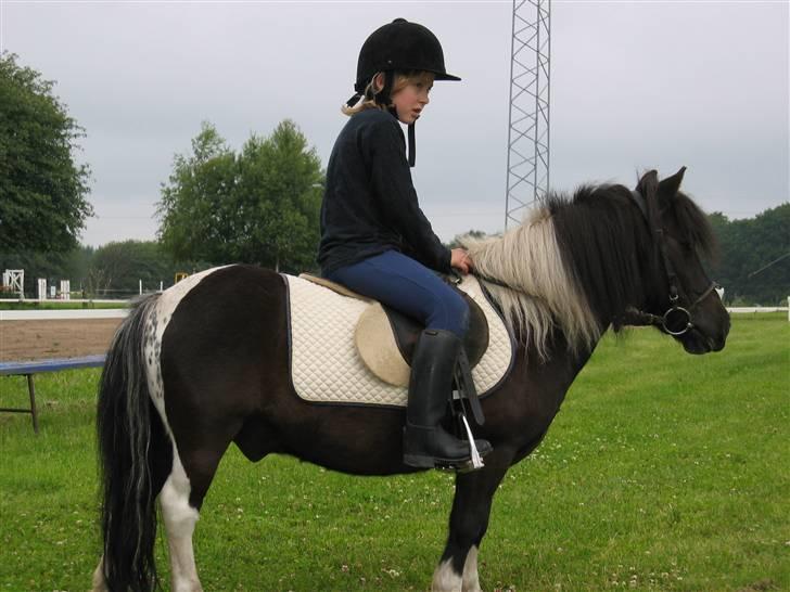 Shetlænder Sir Toby billede 4