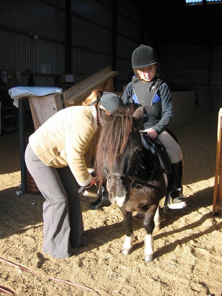 Shetlænder Sir Toby billede 5