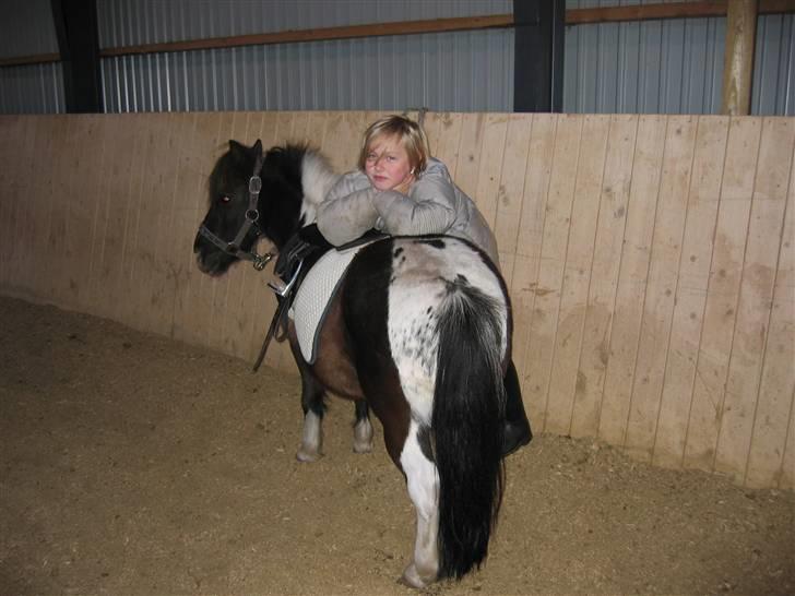 Shetlænder Sir Toby - mig og Toby.. billede 6