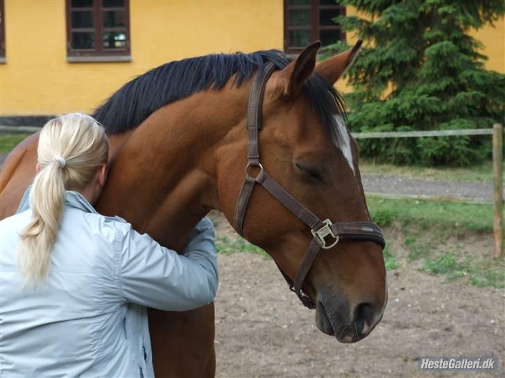 Dansk Varmblod Kermos Walt DisneyDVH 716 - Walt Disney, jeg savner dig så ufatteligt højt !You´re will always be in my heart <3 billede 15