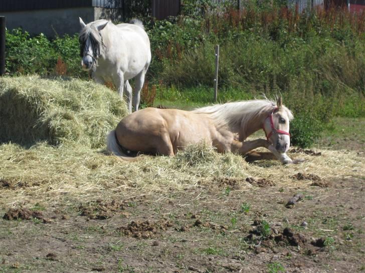 Palomino Nathalie"solgt d.12/9-10" - Nathalie hygger på folden ;) billede 3