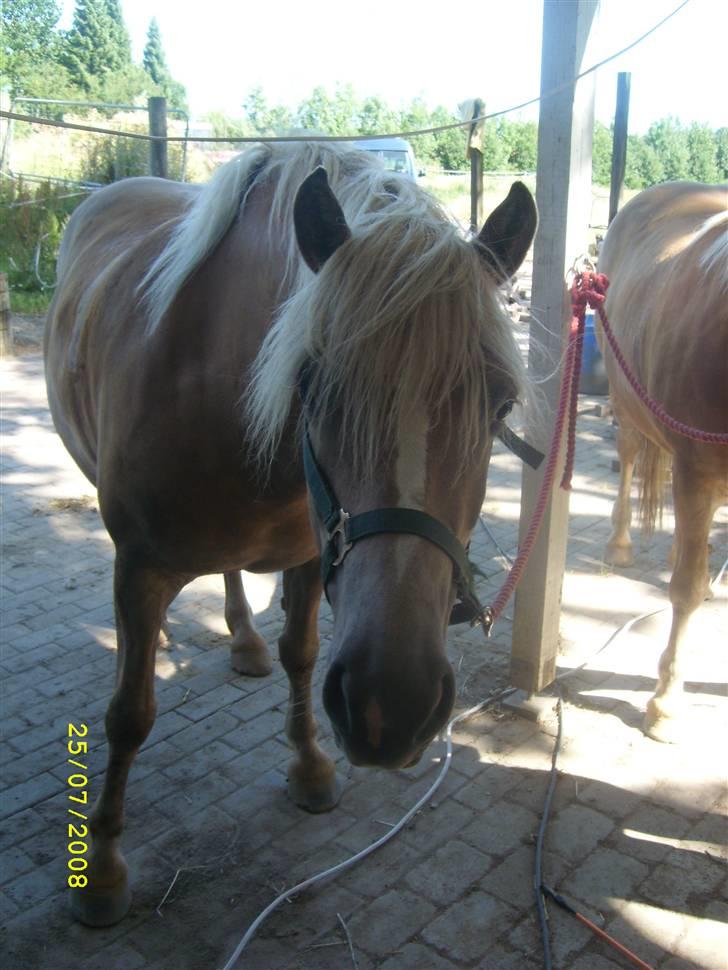 Haflinger Emma <3 (gamle part) - Emma siger velkommen til hendes profil <3 billede 1