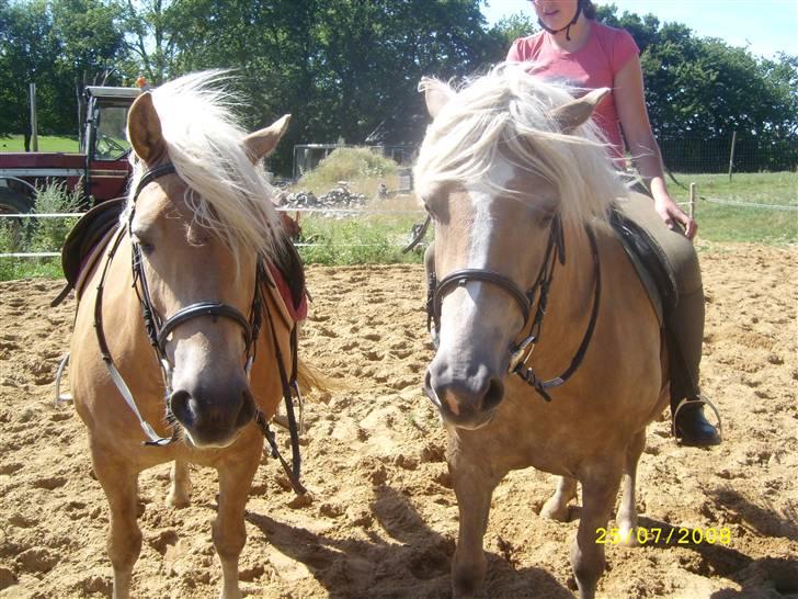 Haflinger Emma <3 (gamle part) - Emma og evita - camilla hoppede af for at tage billede xD billede 2