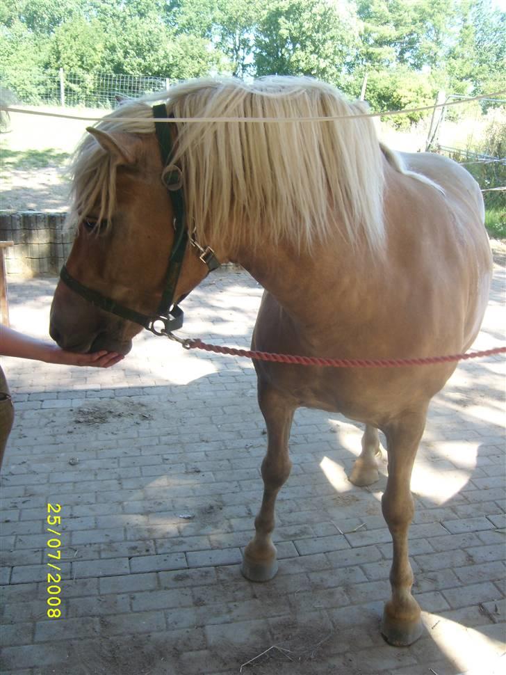Haflinger Emma <3 (gamle part) - ´´har du noget at spise?´´ billede 3