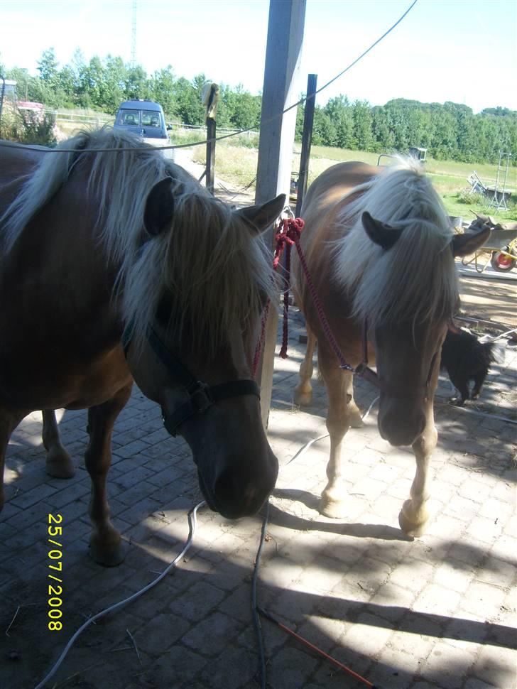 Haflinger Emma <3 (gamle part) - Emma og evita  billede 4