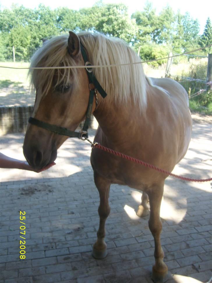Haflinger Emma <3 (gamle part) - Emma <3 billede 5