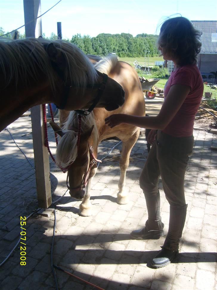 Haflinger Emma <3 (gamle part) - ´´Jeg er altså sulten´´ billede 6