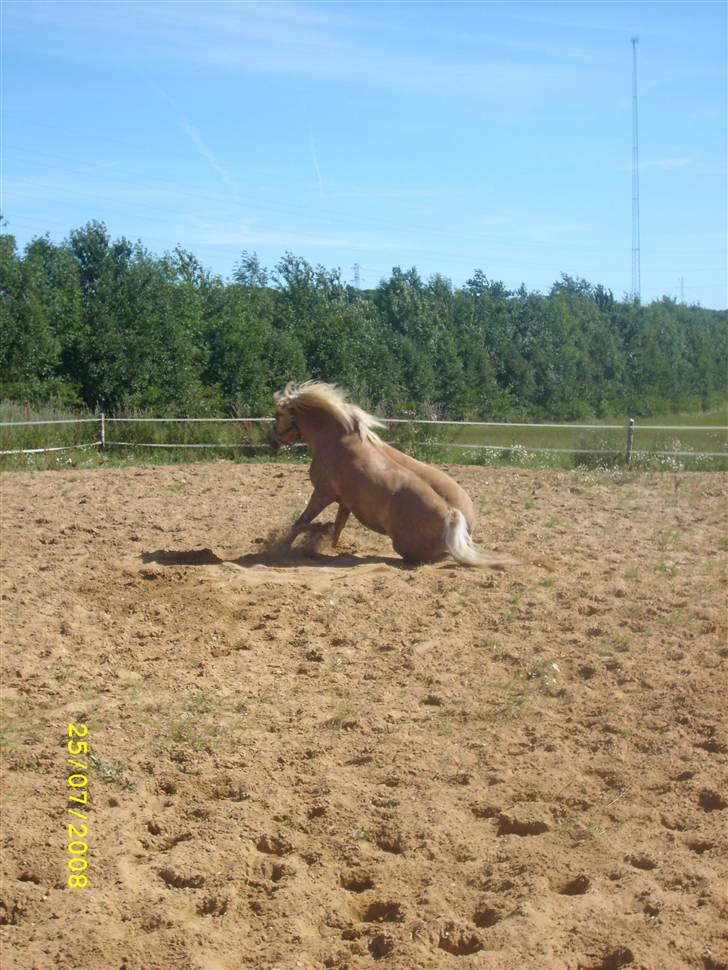 Haflinger Emma <3 (gamle part) - Slapper lige lidt af efter rulleturen xD billede 7