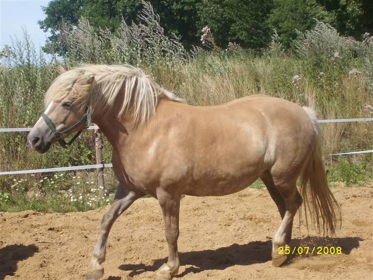 Haflinger Emma <3 (gamle part) - Fri på ridebanen <3 billede 9