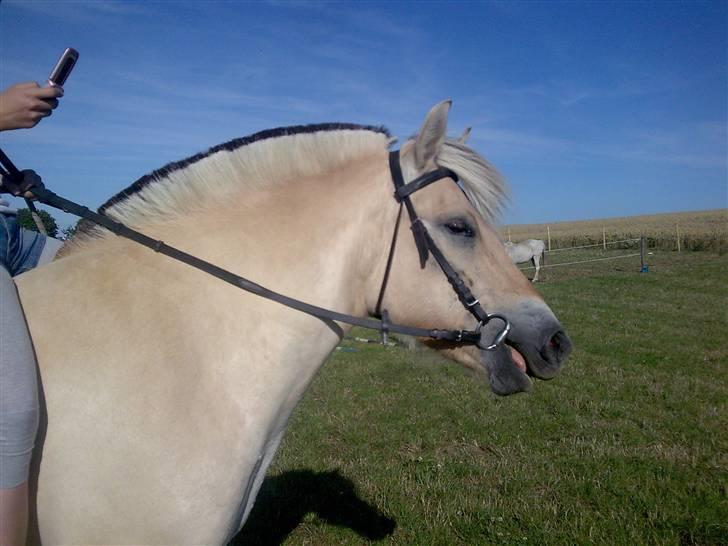 Fjordhest Freja - Lene er rytteren. :D (foto: mig/mobil) billede 12