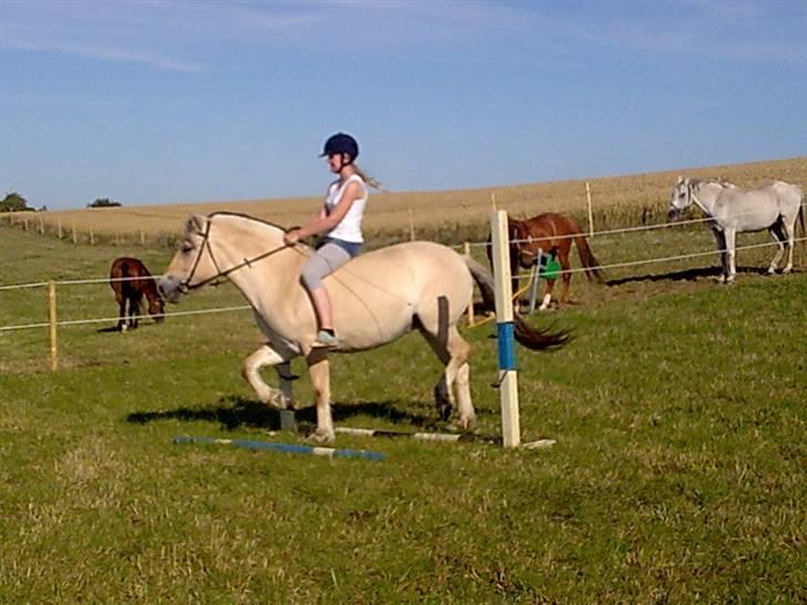 Fjordhest Freja - Trav over bomme. (: (foto: mig/mobil) billede 13