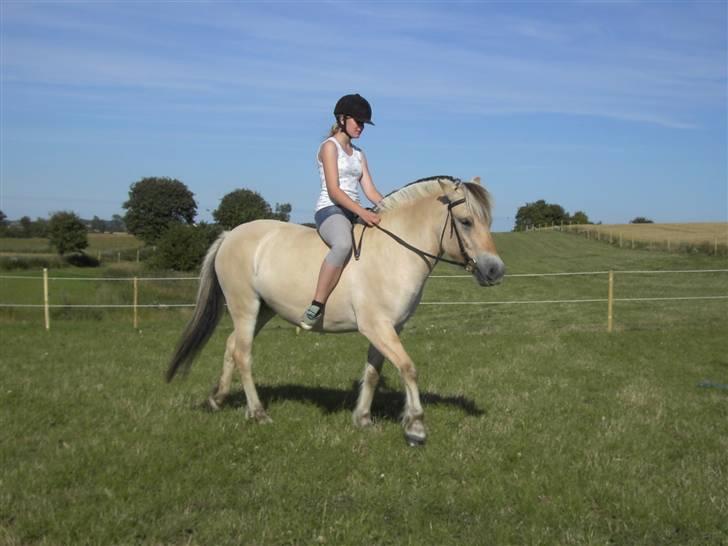Fjordhest Freja - Sikke fint hun går. :D (foto: mig/kamera) billede 14