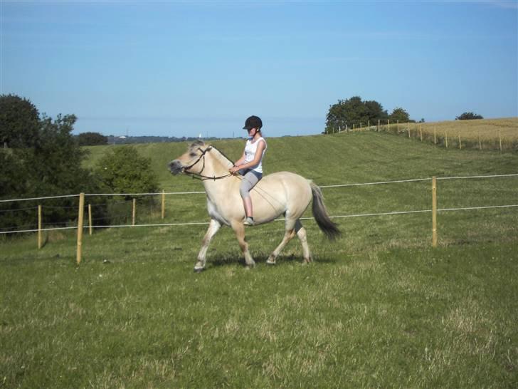 Fjordhest Freja - Fuld fart frem. (:  (foto: mig/kamera) billede 15