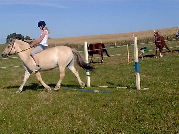 Fjordhest Freja - Sikke et flot benarbejde, men det hoved skal der gøres noget ved. :P (foto: mig/mobil) billede 16