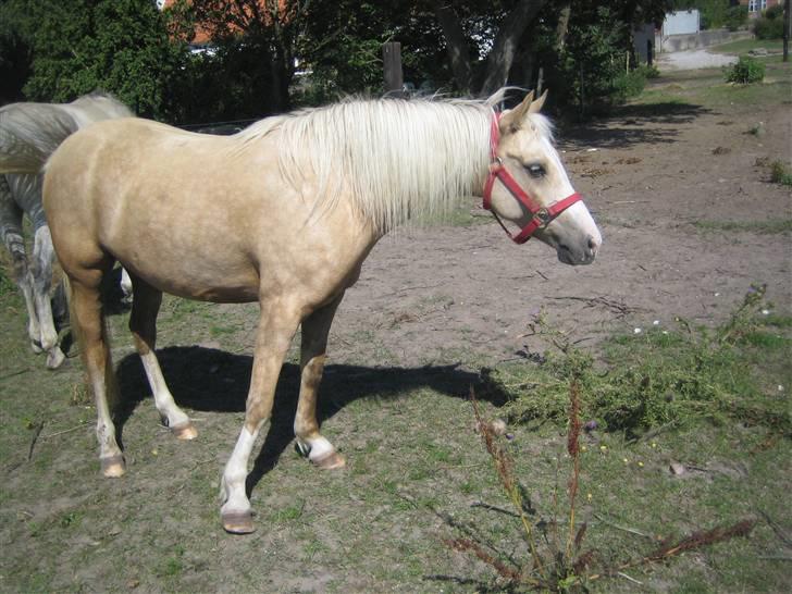 Palomino Nathalie"solgt d.12/9-10" billede 8