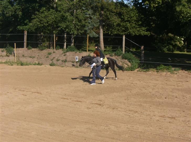 Anden særlig race Bastian - igen det samme til stævne :) billede 2