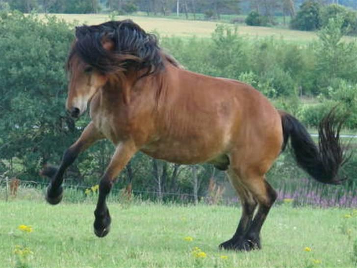 Nordsvensk Skovhest Store billede 18