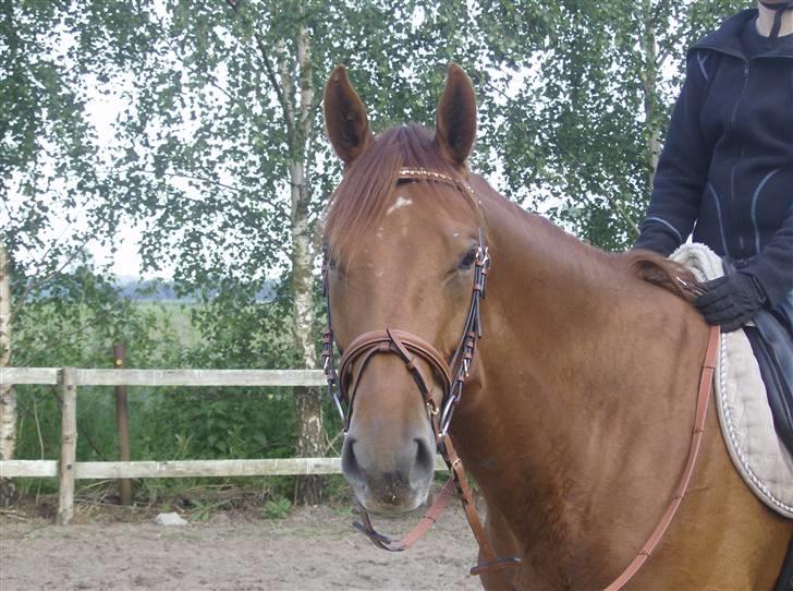 Dansk Varmblod Skovbo's Isabella Row.   billede 1