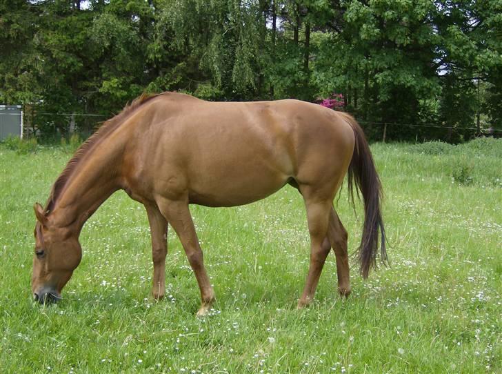 Dansk Varmblod Skovbo's Isabella Row.   billede 2
