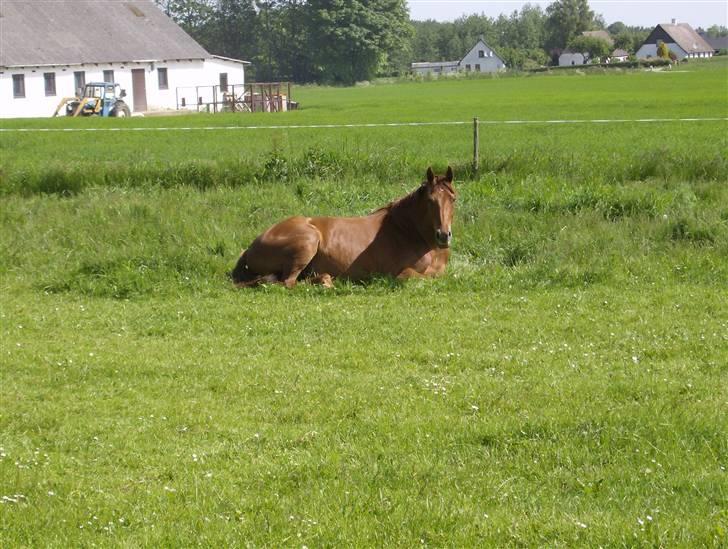 Dansk Varmblod Skovbo's Isabella Row.   billede 3