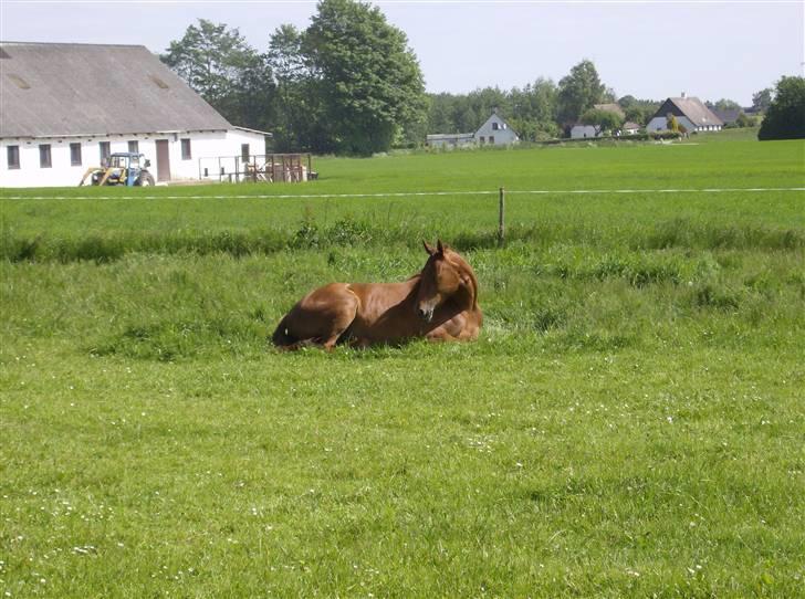 Dansk Varmblod Skovbo's Isabella Row.   billede 4