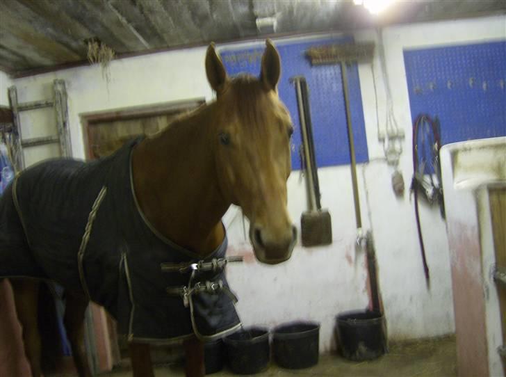 Dansk Varmblod Skovbo's Isabella Row.   billede 5