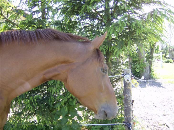 Dansk Varmblod Skovbo's Isabella Row.   billede 6