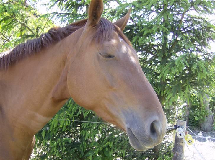 Dansk Varmblod Skovbo's Isabella Row.   billede 7